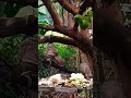 මේ මොනාද මේ...ඊයා....🤣what is this🤣babblers nature shortvideo birds🤣funnyvideo🐦 දෙමලිච්චා🐦