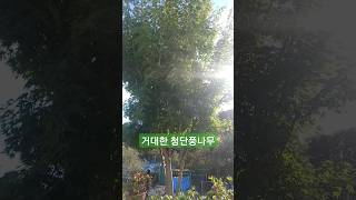 청단풍나무 키가 어마어마하네~🌳🌳🌳#전원주택#양평아키네