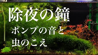 除夜の鐘はエアポンプです。#アクアリウム