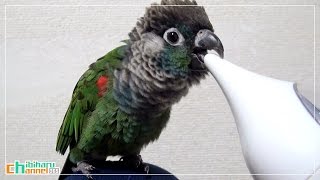 ウロコインコ：チビ 【チビvs温度計 Ver.1】 Conure: Chibi vs Thermometer Ver.1