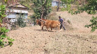 Hardworking Unseen Rural Village Lifestyle Using Primitive Technology mountain Village