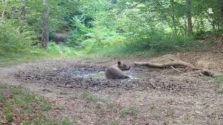 Veselje divjih živali ob vodi na Kočevskem / Joyful wildlife at the pond in Kočevsko