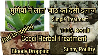 मुर्गियों में लाल (खुनी) बीठ का देसी इलाज || Cocci Herbal Treatment Broiler Poultry || Coccidiosis