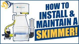 How to Install and Maintain an In-Sump Protein Skimmer