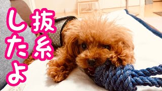 【パテラ#6】トイプードルが膝蓋骨脱臼の手術後２週間で抜糸しました🐶【ティーカッププードルのココ】【Pateller Dislocation#6】