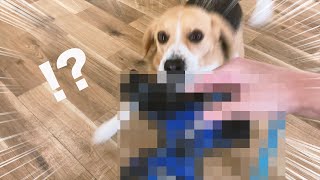 【豹変】あるものを見せたら犬がスーパークレイジーになりました