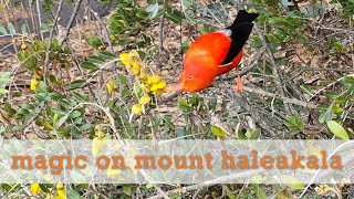 i'iwi birdsong in the magical forests on mount haleakala, maui