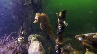 Zeepaardjes in de Oosterschelde