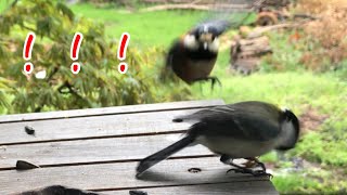 【シジュウカラ】【四十雀】食事中ヤマガラさんに追い払われるシジュウカラさん　Japanese Tit