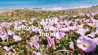 浜辺に咲く花を眺める時間 | 自然の音 | 3時間 Wave sound |  ASMR |  睡眠＆癒し