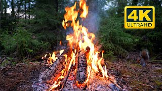 🔥 Cozy Campfire in the Forest (10 HOURS). Autumn Campfire with Crackling Fire Sounds