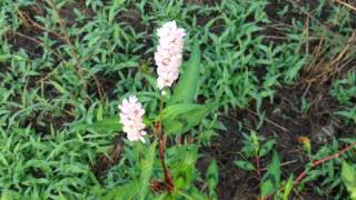 Wild Edible Plant Foraging, Lady's Thumb, Elderberry