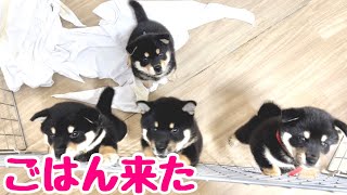 【柴犬 子犬】離乳食が待ちきれない子犬たち