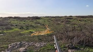 Keklik, Turaç, Tavşan Avı | Partridge, Rabbit, Hare, Francolin Hunting