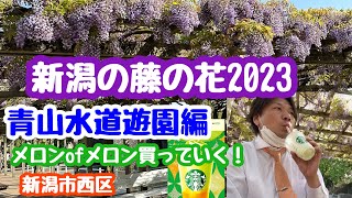 2023年4月28日 新潟の藤の花 開花状況 青山水道遊園 新潟市西区