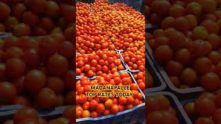 18-11-24 Madanapalle Tomato Market price Today || Today Tomato Market Rate in Madanapalle #shorts