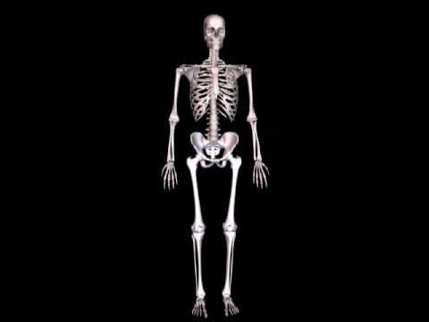 Human Skeleton 3d Animation Youtube