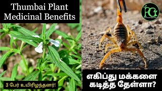 Thumbai Plant Medicinal Benefits || எகிப்து மக்களை கடித்த தேள்ளா? || #thumbai #herbs #மூலிகை #leucas