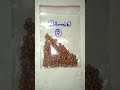 radish seeds முள்ளங்கி விதைகள்