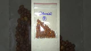 Radish seeds,  முள்ளங்கி விதைகள்