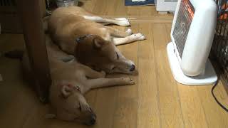 寒い日、柴犬はストーブの前で寝る