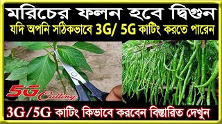 মরিচের ফলন হবে দ্বিগুণ, মরিচ গাছের 3g/5g কাটিং পদ্ধতি দেখুন