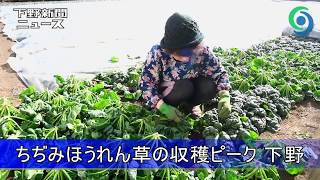 ちぢみほうれん草の収穫ピーク 下野