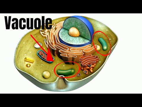 Where is the vacuole in a plant cell?