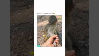 Wait you are not my mom 🐒🐵😂 #shorts #funny #memes