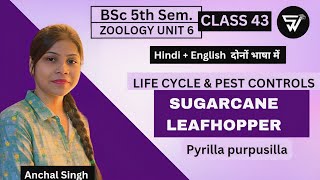 Sugarcane Leafhopper 🪰|| Pyrilla perpusilla||Life cycle || Bsc 5th Sem. Unit. 6