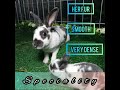 [Man Aziz] Cute Rabbits Mix Dutch & Minirex in studio Arnab Mix Dutch & Mini Rex