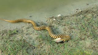 snake vs fish. Snake eating a fish. ধোরা সাপের তাজা মাছ গিলে খাওয়া। #wildlife