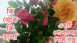 একটি গোলাপের মিস্টি গল্প || The story of a rose || কি থেকে কি হলো না চেয়েও যা পেলাম