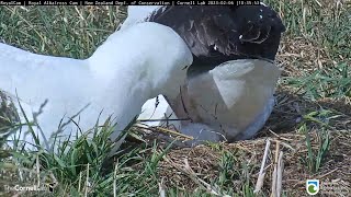 23.02.06 Royal Albatross Cam - L只離開一天就回來了 L only left for a day and came back