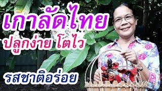 เกาลัดไทย ปลูกง่าย โตไว รสชาติอร่อย ให้พลังงานสูง