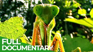 Worlds Biggest And Baddest Bugs  Free Documentary Nature
