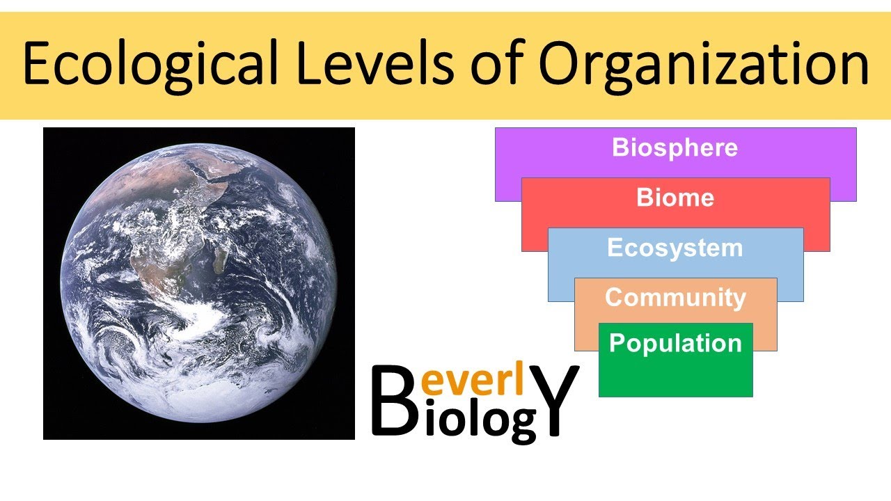 Ecology: Levels Of Organization - YouTube