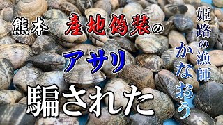 熊本県産地偽装のアサリを畜養し上げてみた結果！！さてどうしよう？