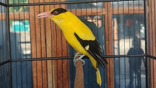 HARGA BURUNG KEPODANG OMBYOKAN SAMPAI YANG SUDAH JINAK DAN GACOR