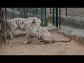 tigre blanco mini documental