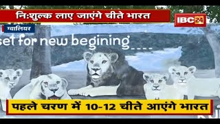 Gwalior : निशुल्क लाए जाएंगे आफ्रिकन चीते भारत | DFO ने दी जानकारी