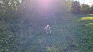 Out with Benji \u0026 Di in Beeches Field Nature Reserve, Madeley, Telford 27.9.21