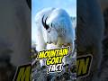 MOUNTAIN GOAT 🐐 Agile Climbers #rockymountaingoat #mountaingoat #goat #shorts #animals #animalfacts