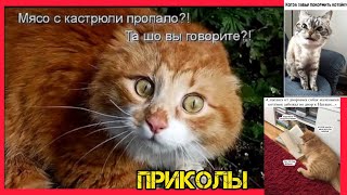 Пушистые проделки и радости: самые весёлые моменты !смотри смешные картинки мемы котики приколы  🤣