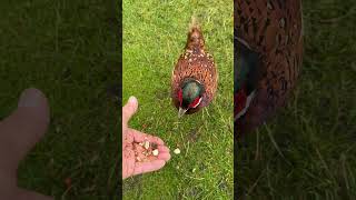 Beautiful pheasant eating from my hand #bird #birdlife