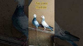 madrasi kabootar #pigeonlover #kabootar #pigeon #kabutar #indiankabooter #punjabi #kabootar