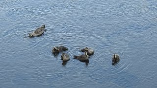 二子玉川Bird Sanctuary    軽鴨　親子　日々成長　2024年6月14日