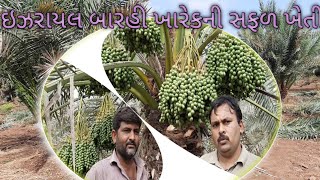 date palm farming || ઇઝરાયલ બારહી ખારેકની સફળ ખેતી