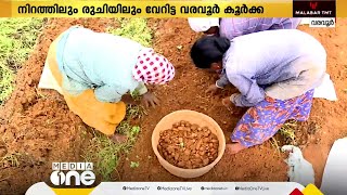 രുചിയൂറും 'വരവൂർ ​ഗോൾഡ്'; വരവൂരിലെ ഗ്രാമങ്ങളിൽ കൂർക്ക വിളവെടുപ്പ് അവസാന ഘട്ടത്തിലേക്ക്