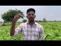 how to enrich soil with green manure crop భూసారాన్ని పెంచే పచ్చిరొట్ట soilhealth savesoil farm yt